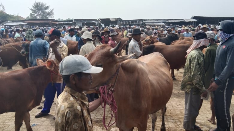 Program Bantuan Ternak, Disperta Sampang Siapkan 62 Ekor Sapi Untuk Poktan