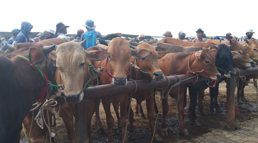 Jelang Hari Raya Kurban, Disperta KP Sampang Lakukan Pemeriksaan Kesehatan Hewan