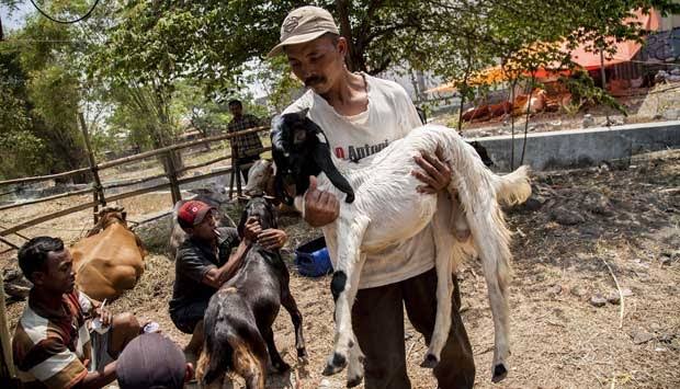 Jelang Perayaan Maulid, Harga Hewan Ternak di Sampang Mulai Naik