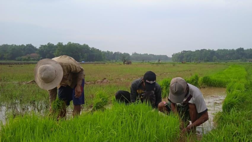 Disperta KP Sampang Berikan Pembinaan Petani Mampu Produksi Benih Padi Mandiri