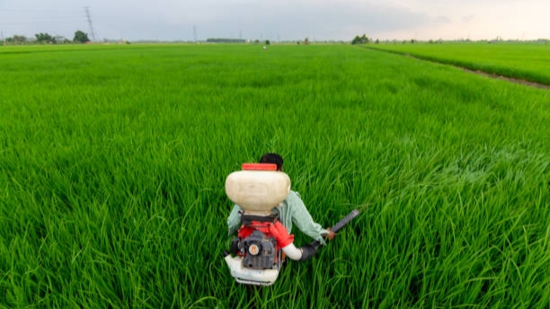 Hama Padi Mulai Menyerang, Disperta KP Sampang Minta Petani Waspada!