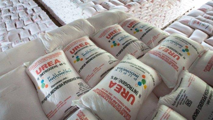 Kuota Pupuk Urea Berkurang, Disperta KP Sampang Jamin Seluruh Petani Tercover