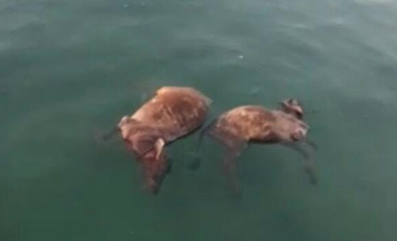 Puluhan Ekor Sapi Mati Mengapung di Pantai Dharma Camplong Sampang