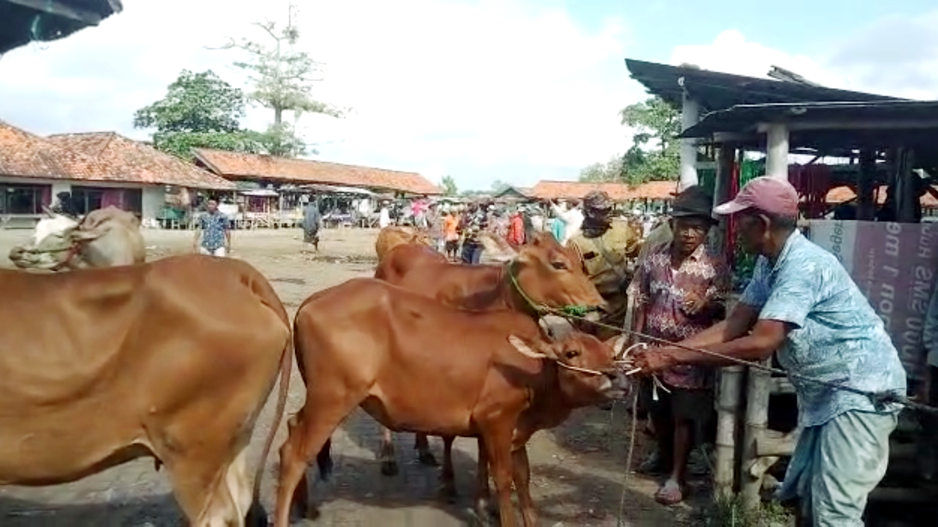 Pasar Hewan Blega Terlihat Ramai Namun Sepi Pembeli Akibat PMK
