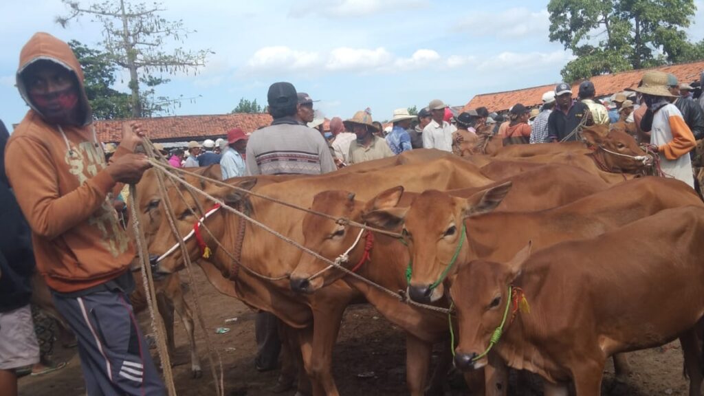 Cegah Pesebaran PMK, Pemerintah Berencana Lakukan Vaksinasi Ternak
