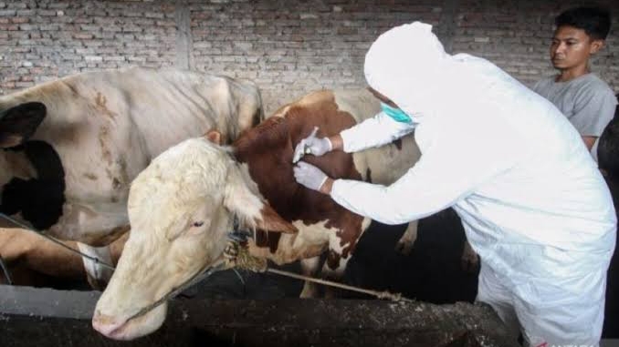 Jumlah Dosis Vaksin PMK Terbatas, Segera Daftar Pada Penyuluh Pertanian