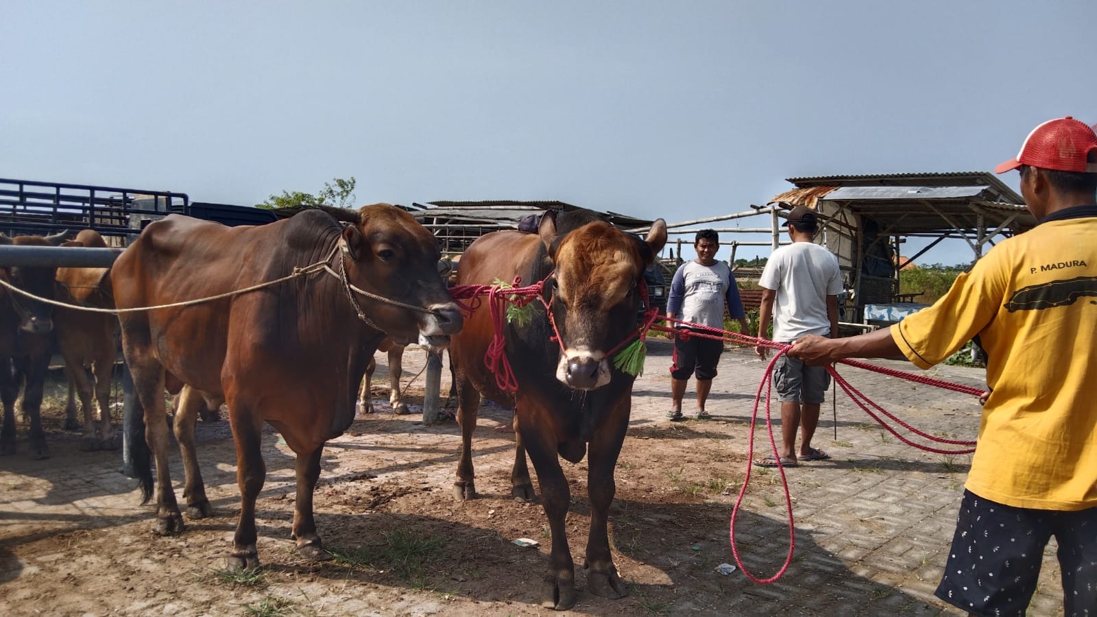 H-2 Idul Adha 2022, Berikut Daftar Harga Hewan Kurban di Sampang