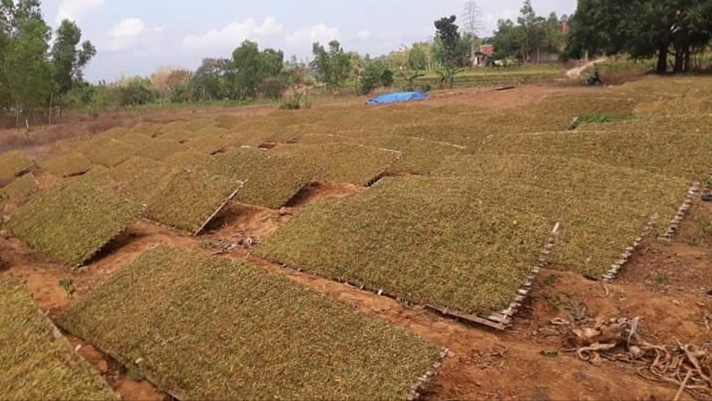 Memasuki Masa Penjemuran, Petani Tembakau Mawas Perubahan Cuaca