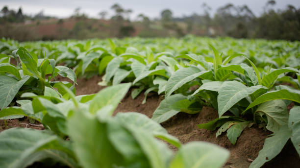 Harga Tembakau Naik, Berikut Penjelasan Disperindag Sampang