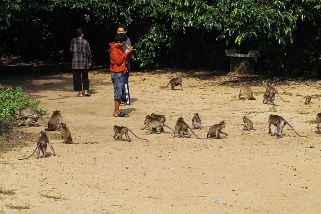 Kera Hutan Nepa Kelaparan, Disporabudpar Sampang Stop Bantuan Pakan