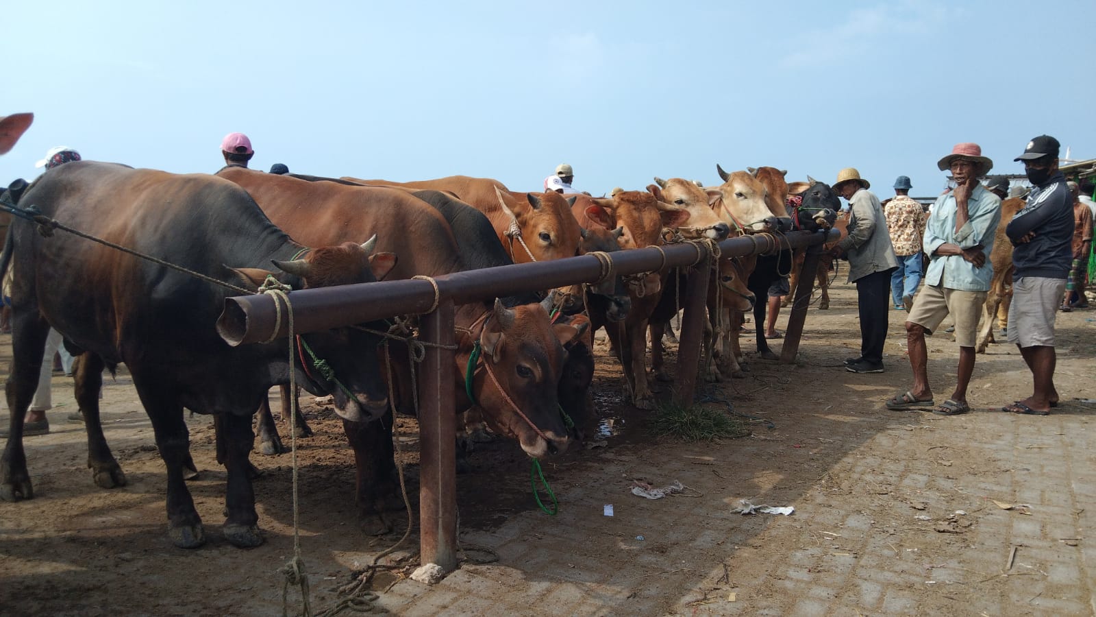 Diskoperindag Sampang Pindah Pasar Sapi Kedungdung Ke Pasar Aeng Sareh