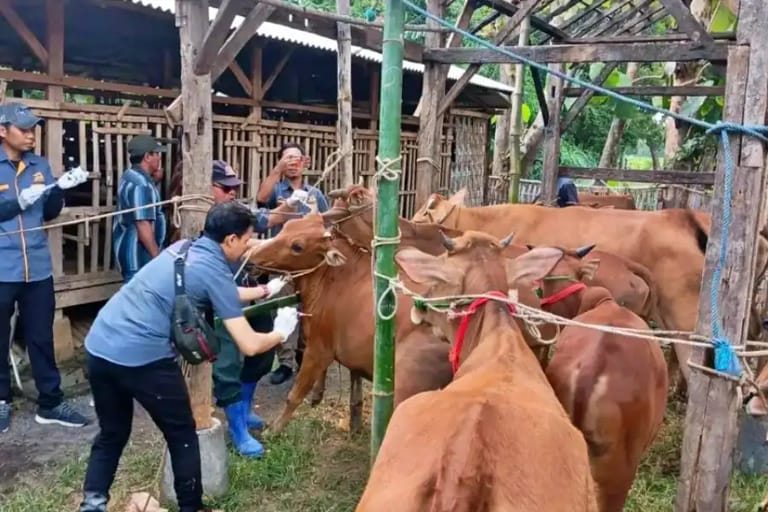 H-7 Idul Adha, Disnak Bangkalan Cek Kesehatan Hewan Kurban
