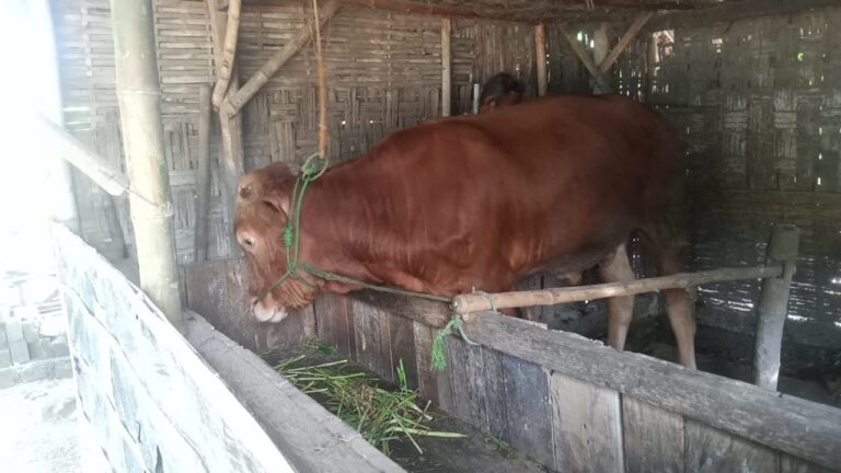 Populasi Sapi di Pamekasan Capai 193 Ribu, yang Kantongi SKLB 18,5 Persen