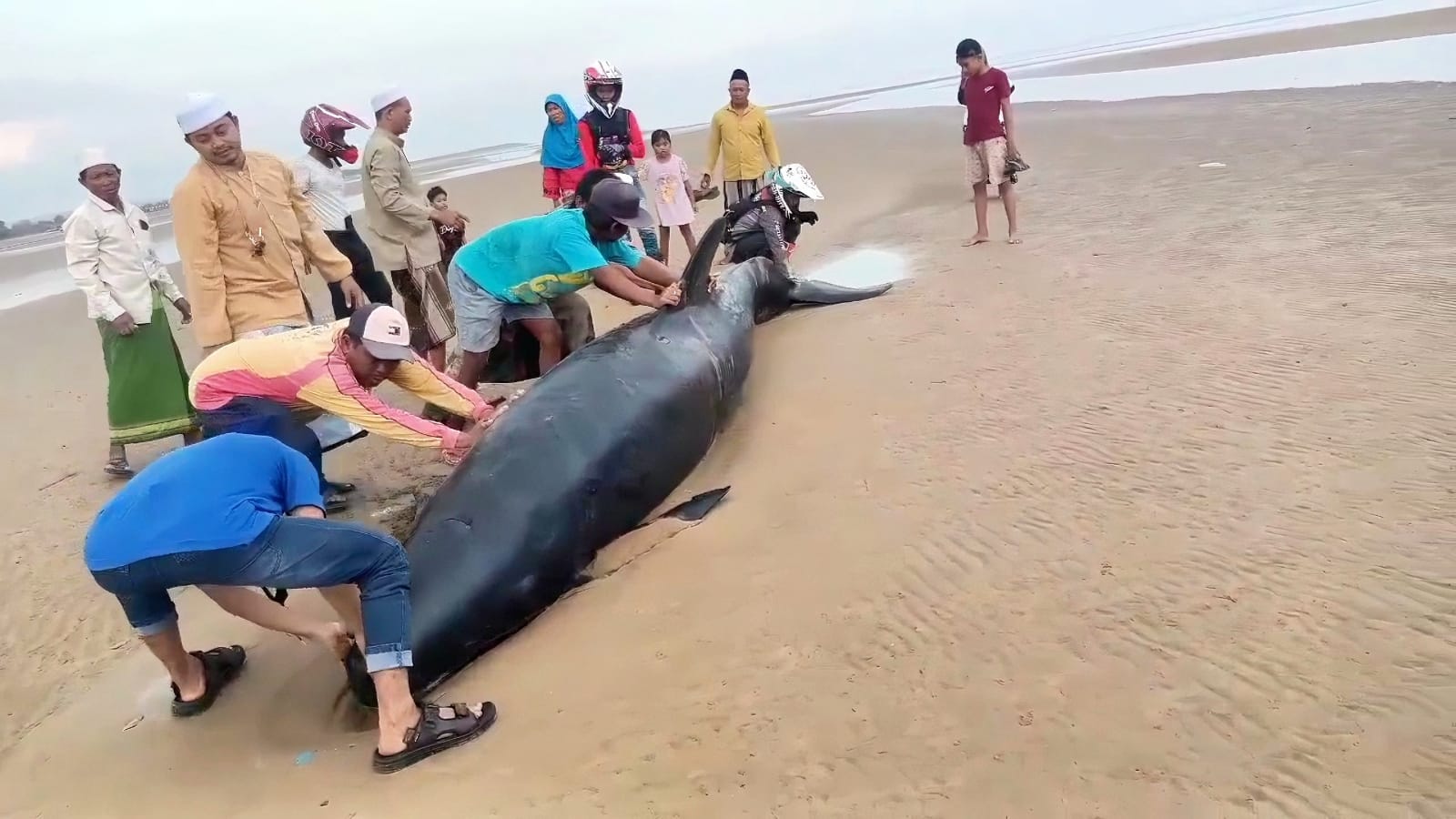 Gegerkan Warga, Seekor Paus Terdampar di Pantai Damar Wulan Sampang