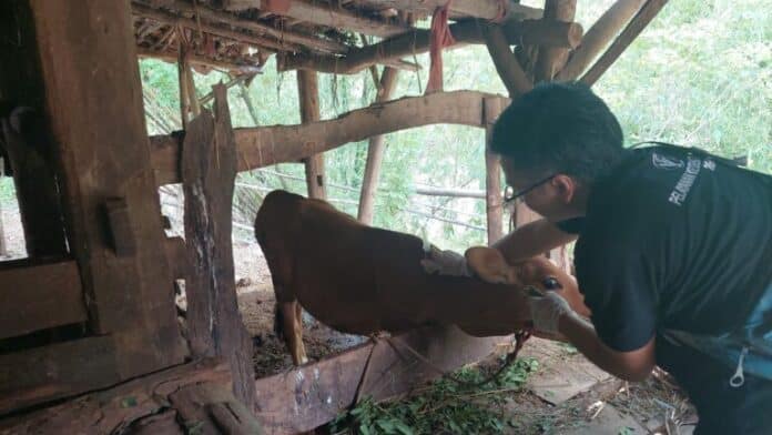 Penyakit LSD Kembali Hantui Peternak Sapi di Sampang