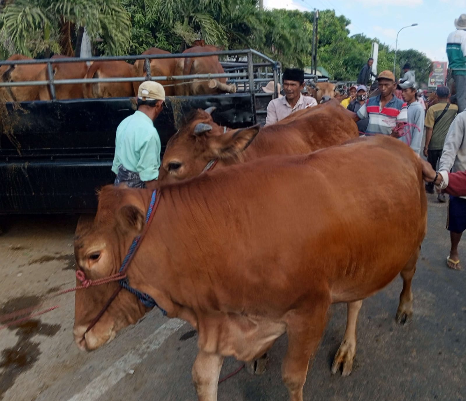 Ratusan Sapi di Pamekasan Terjangkit PMK, 19 Ekor Mati