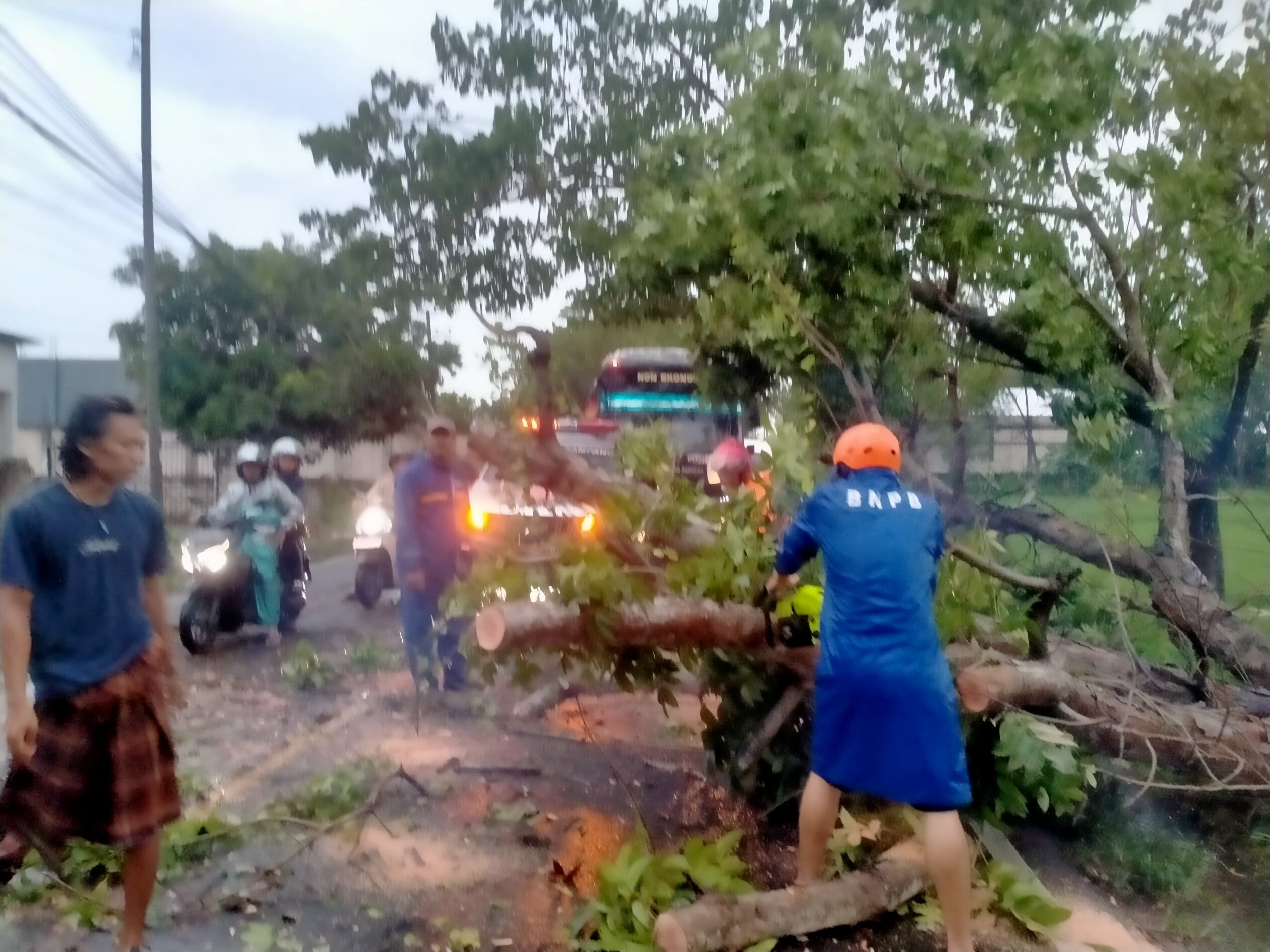 Hujan Deras Disertai Angin, 3 Pohon Tumbang di Jalan Nasional Jrengik