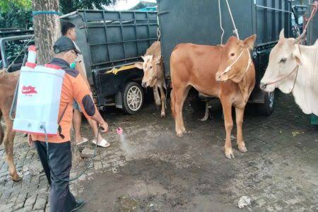 Cegah Penyebaran PMK, Pemkab Sampang Rutin Lakukan Pemeriksaan Kesehatan Hewan