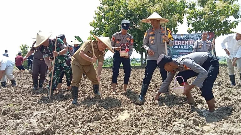51 Hektare Lahan Tidur di Sampang Ditanami Jagung dan Padi, Ini Tujuannya
