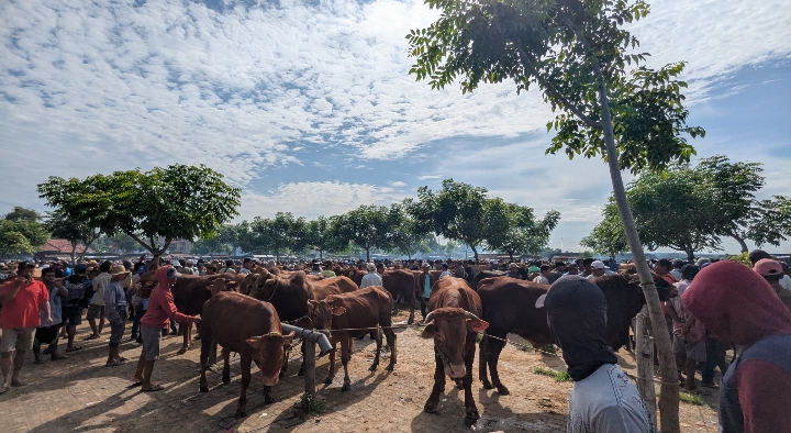 Harga Sapi di Sampang Naik 20 Persen Jelang Idul Adha