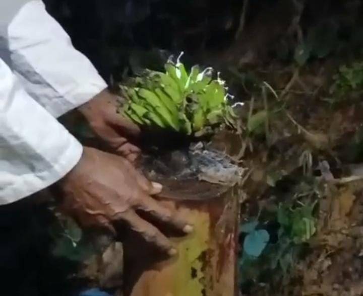 Aneh, Batang Pohon Pisang Berbuah Pasca 40 Hari Dipakai untuk Mandikan Jenazah