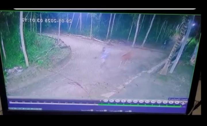 Pencurian Sapi di Sampang Terekam CCTV, Pelaku Belum Tertangkap
