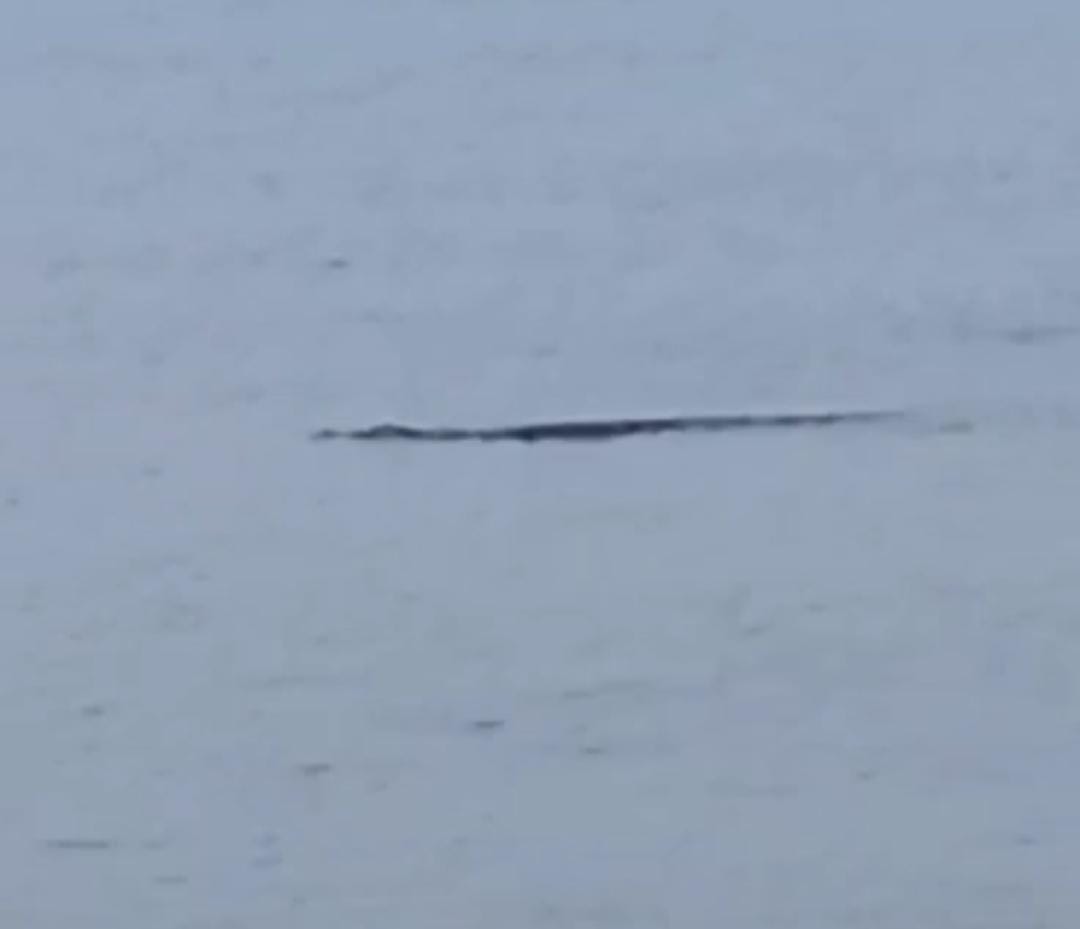 Warga Heboh, Buaya Muara Muncul di Pantai Trapang Sampang