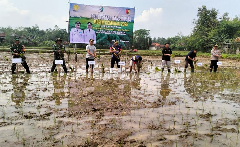 Pemkab Sampang Tanam Padi di Musim Kemarau, Wujudkan Swasembada Pangan