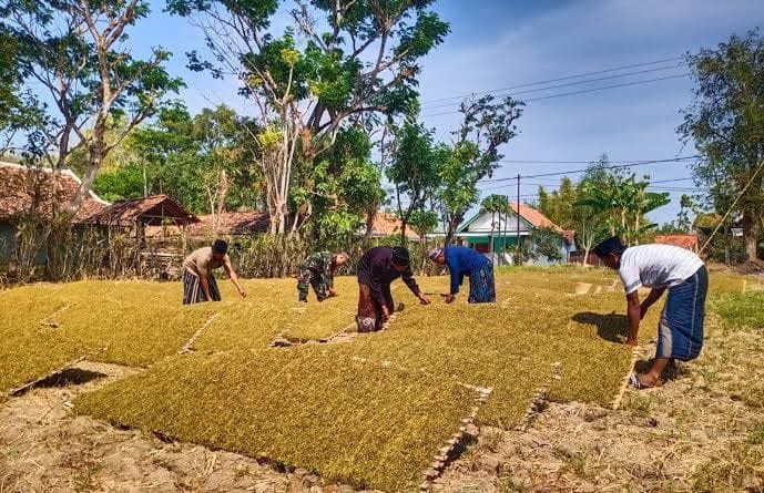3.466 Buruh Tani Tembakau dan Pabrik Rokok di Sampang Bakal Terima BLT DBHCHT 2025
