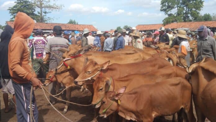 Revitalisasi Pasar Hewan Aeng Sareh Tertunda, Pemkab Ajukan Bantuan ke Pemprov Jatim