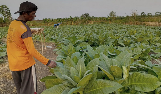 Musim Kemarau Basah, Harga Tembakau di Sampang Anjlok