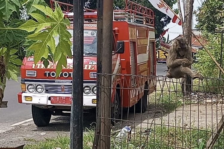 Dirantai Pemilik Selama 2 Tahun, Seekor Beruk Dievakuasi Damkar Bangkalan