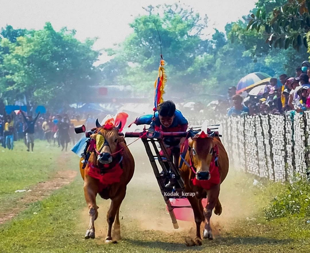 Digelar 13 September, Karapan Sapi Piala Bupati Sampang Dianggarkan Rp75 Juta