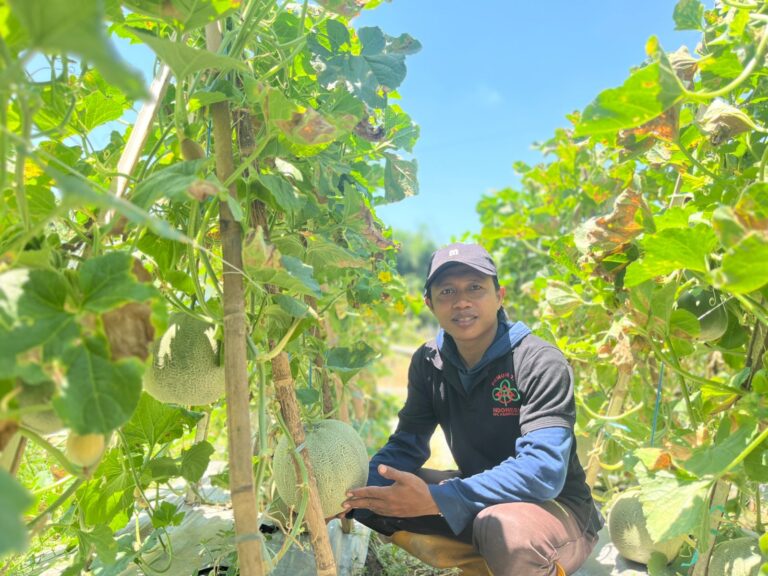 Cerita Pemuda Tani Pamekasan: Raup Jutaan Rupiah dari Melon dan Semangka