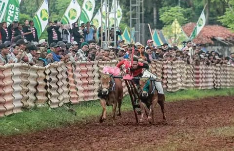 48 Pasang Sapi Bakal Beradu Cepat di Karapan Sapi Sumenep 2025