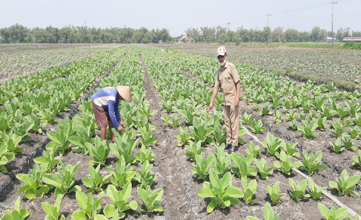 Hari Tani Nasional 2025, Disperta KP Sampang Ajak Kaum Muda Aktif di Pertanian
