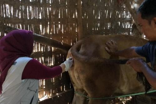 Peternak Pamekasan Andalkan Inovasi Daun Randu untuk Optimalisasi Reproduksi Ternak