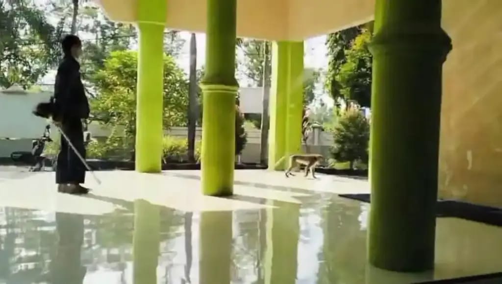 Kawanan Monyet Liar Masuki Area SMKN 2 Bangkalan, Penjaga Sekolah Diserang