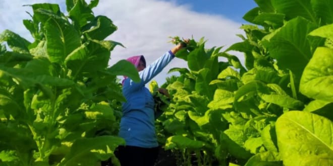 Lampaui Target, Serapan Tembakau Pamekasan Tahun 2025 Tembus 30 Ribu Ton