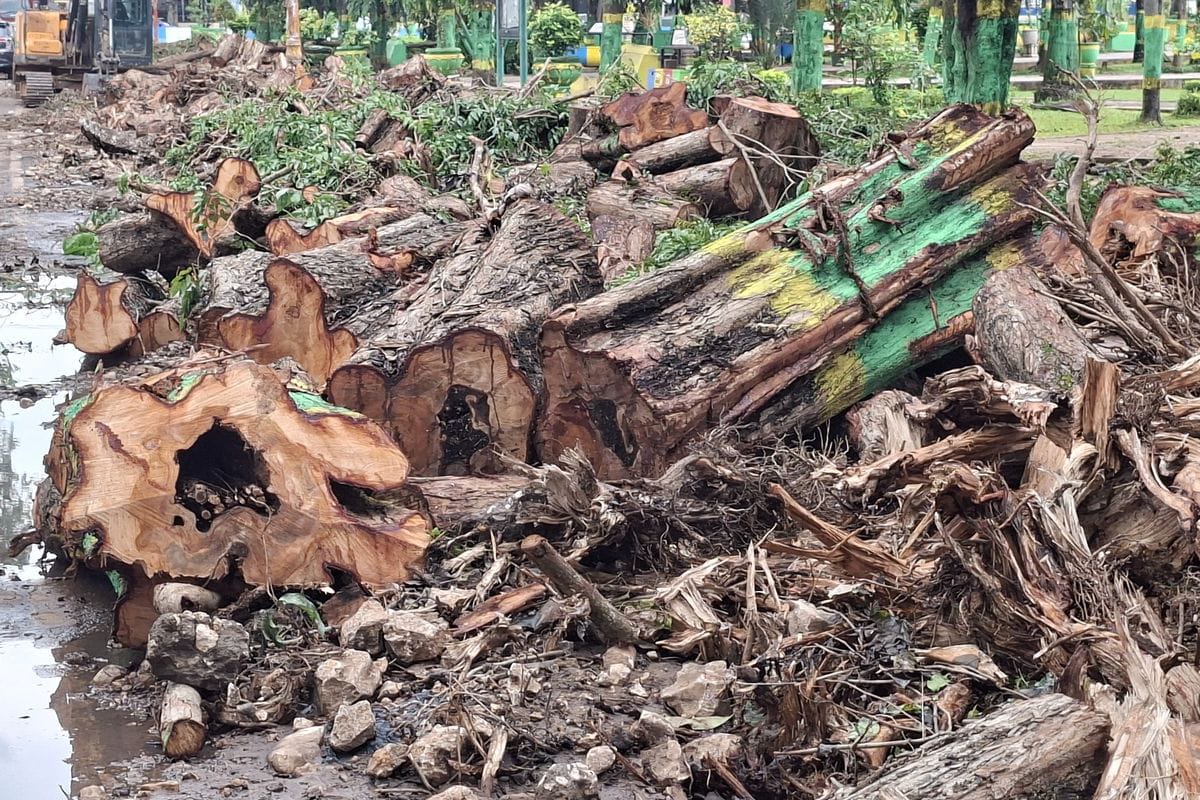 Puluhan Pohon Besar dan Rindang di Taman Kota Sumenep Ditebang, Warga: Sangat Kecewa