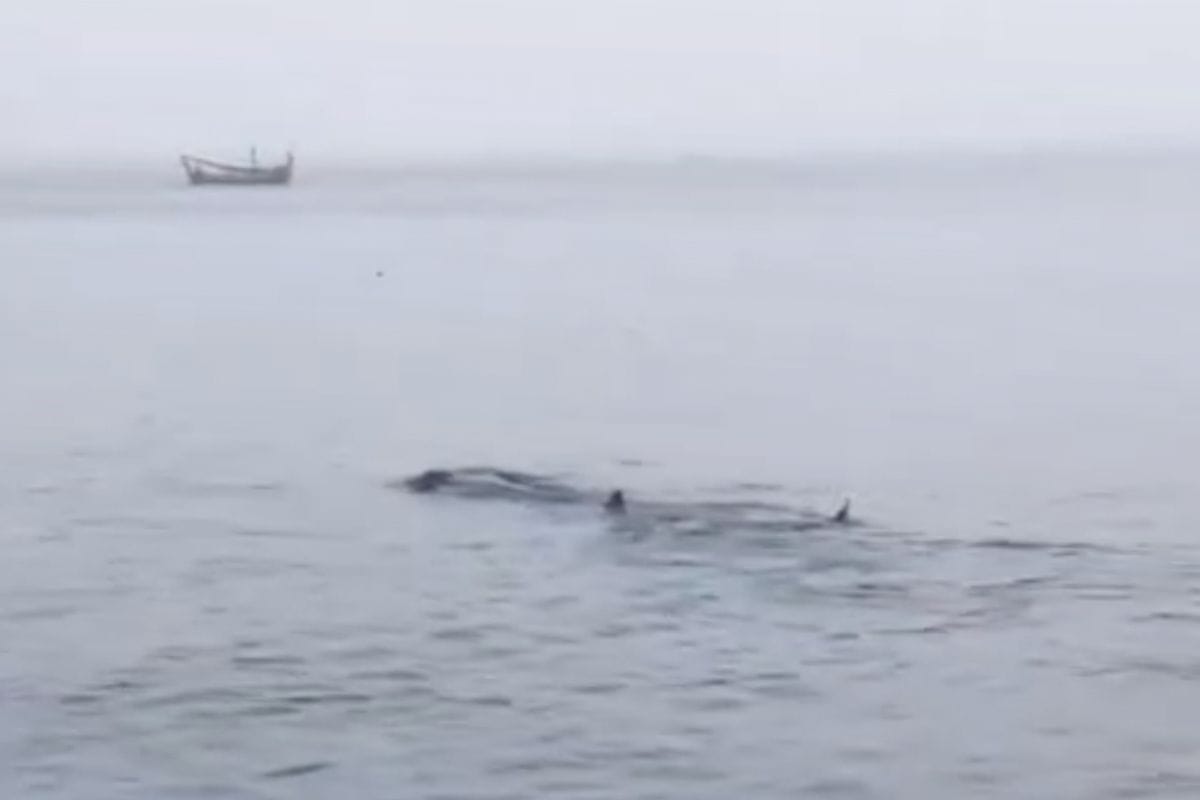 Geger, 5 Hiu Tutul Muncul di Perairan Pamekasan
