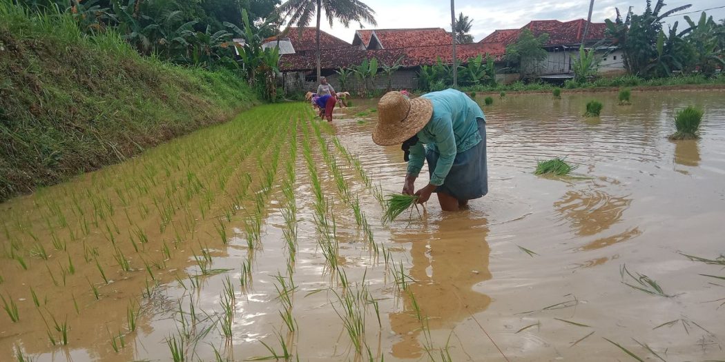 Hama Tikus Serang Tanaman Padi dan Jagung, Petani Pamekasan Resah