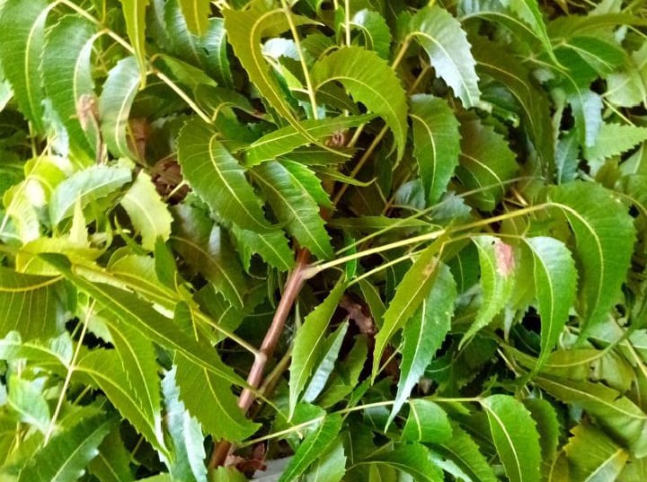 9 Manfaat Daun Mimba untuk Kesehatan