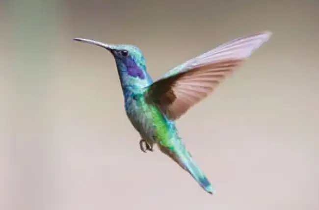 Teori Evolusi Avian: Alasan Ilmiah Mengapa Burung Modern Adalah Dinosaurus Tersisa