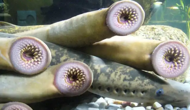 Lebih Tua dari Dinosaurus! Mengenal Satwa Purba yang Masih Hidup Sampai Sekarang