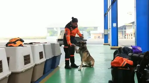 10 Anjing K9 Diterbangkan ke Flores, Polri Perkuat Pencarian Korban Gempa