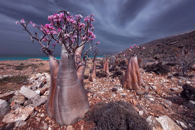 Sepotong Gondwana yang Tertinggal, Geologi di Balik Isolasi Abadi Socotra