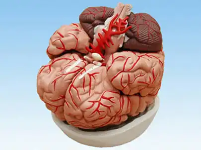 Cara Tubuh Menciptakan "Satpam Ketat" agar Racun di Darah Tidak Masuk ke Otak