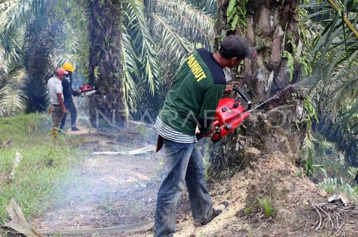 Langkah Gubernur Dedi Larang Tanam Sawit Disorot, Diingatkan Jangan Gegabah