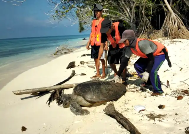 Konservasi Penyu di Serangan: Bagaimana Masyarakat Lokal Mengubah Ekonomi Perburuan Menjadi Ekonomi Pelestarian